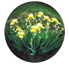 Spring Pulse Poetry Festival logo